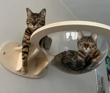  Гамак сфера - лежанка для кошки из Китая поставка с ПЭК Гуанчжоу в Россию